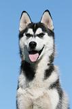 SIBERIAN HUSKY 900